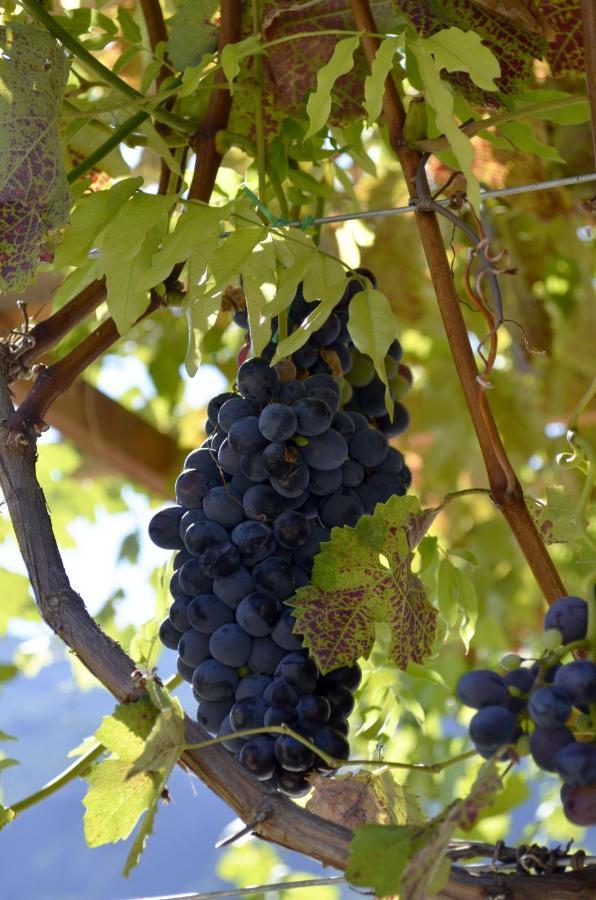 مبيت وإفطار آلا Ca Ulivi المظهر الخارجي الصورة